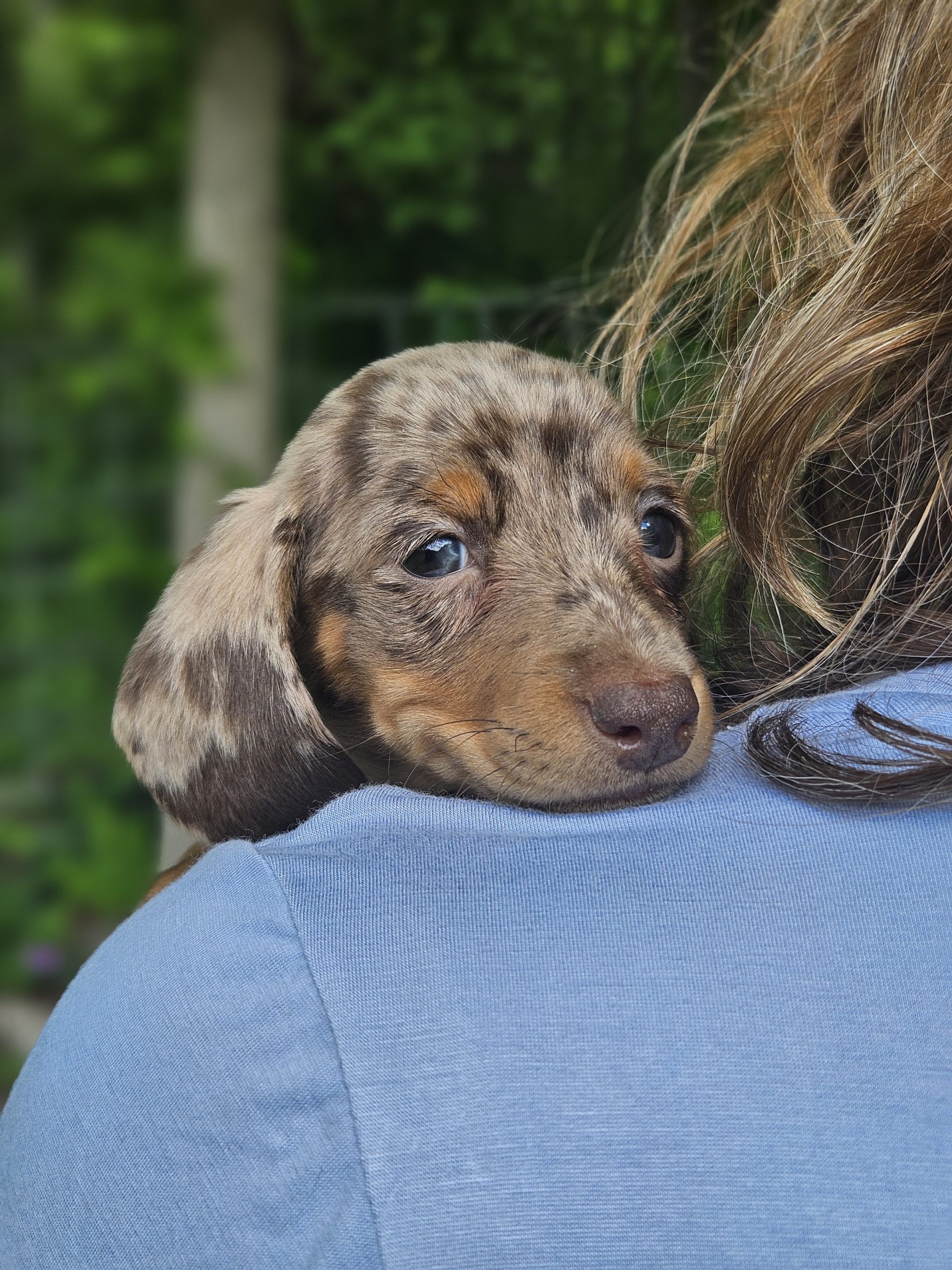 Bear Valley Dachshund