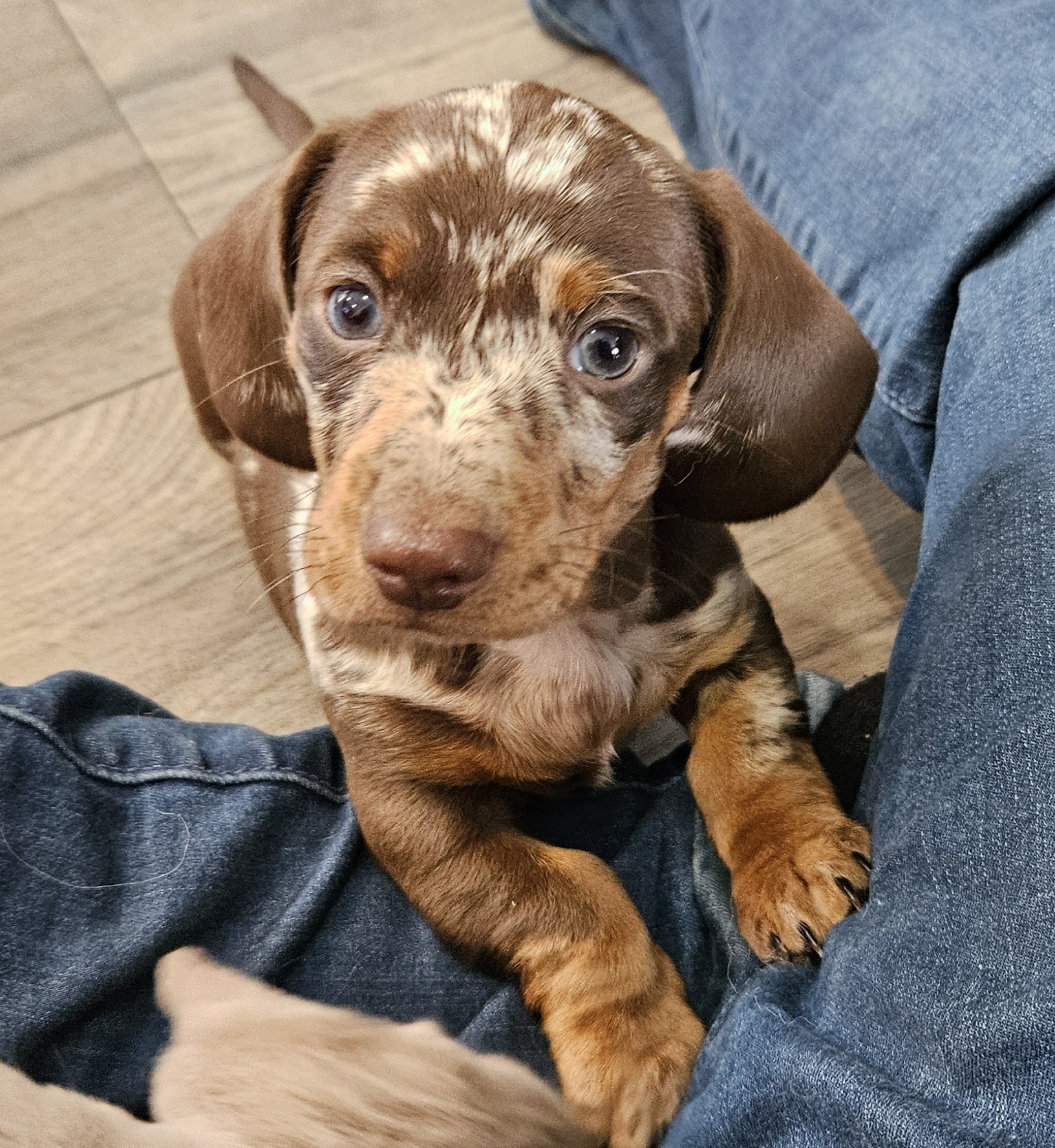 Bear Valley Dachshund