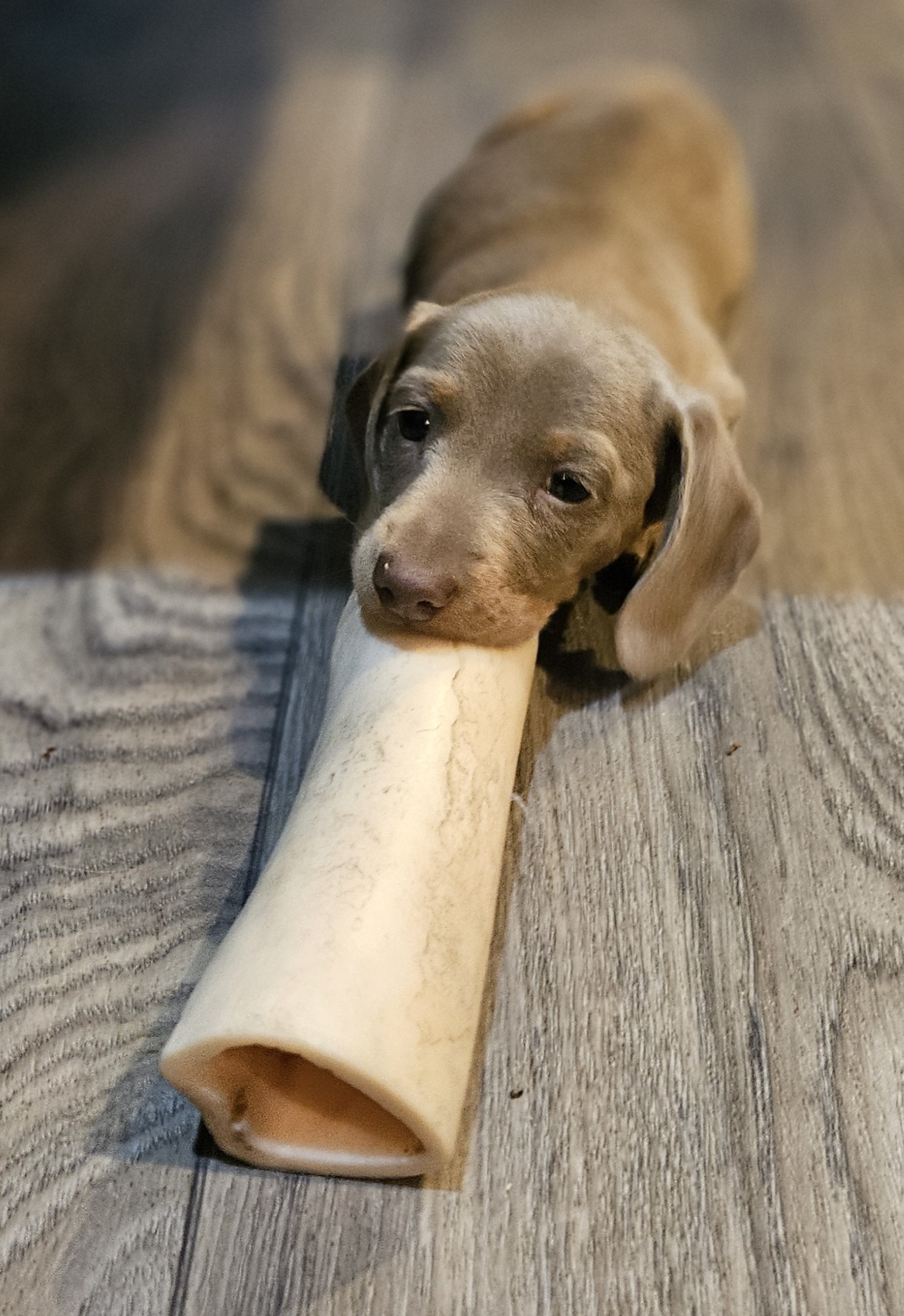 Bear Valley Dachshund