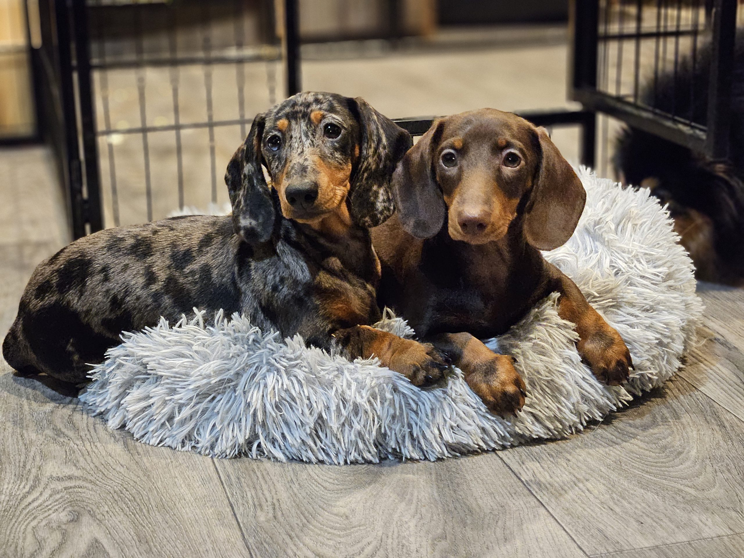 Bear Valley Dachshund