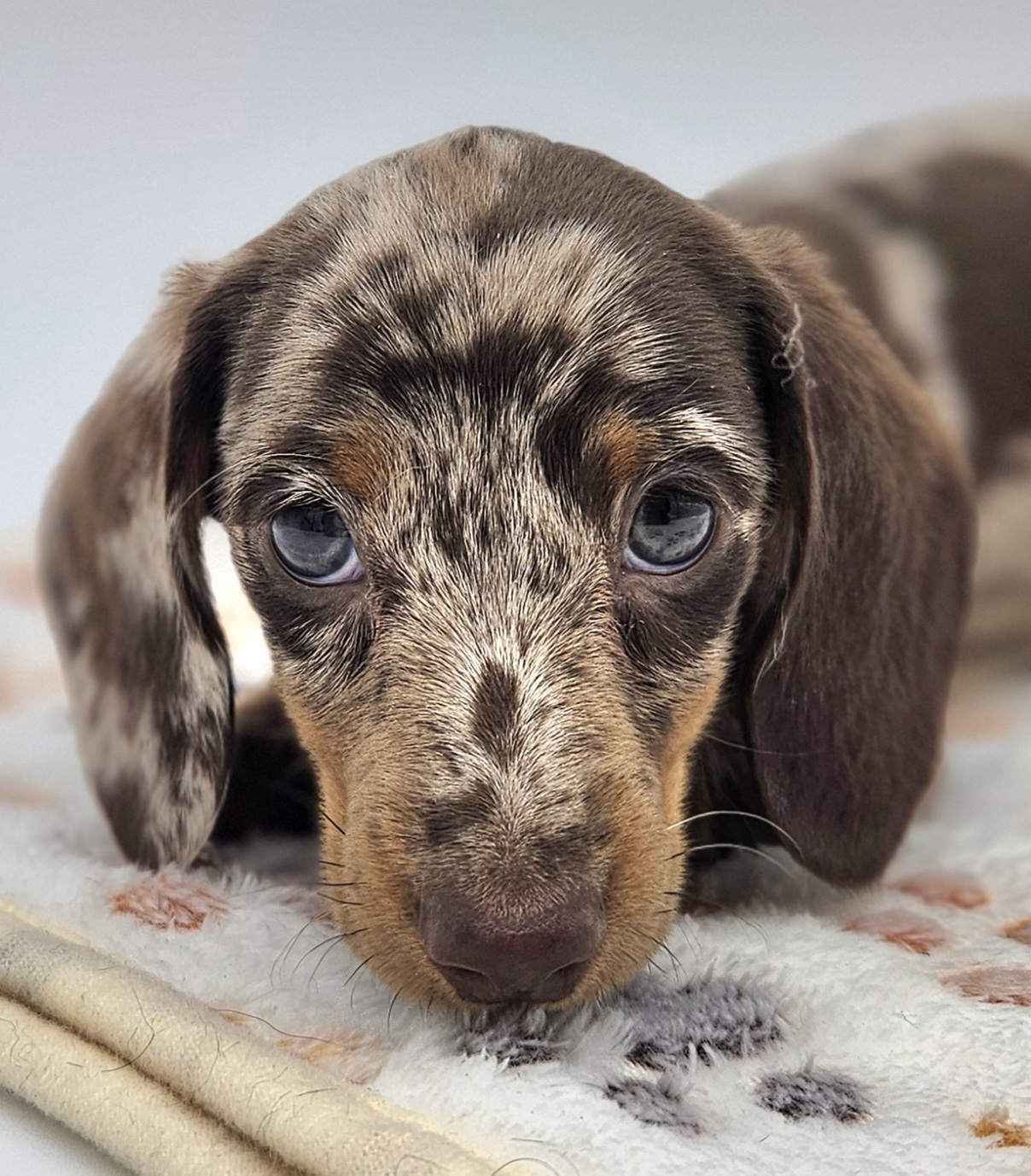 Bear Valley Dachshund
