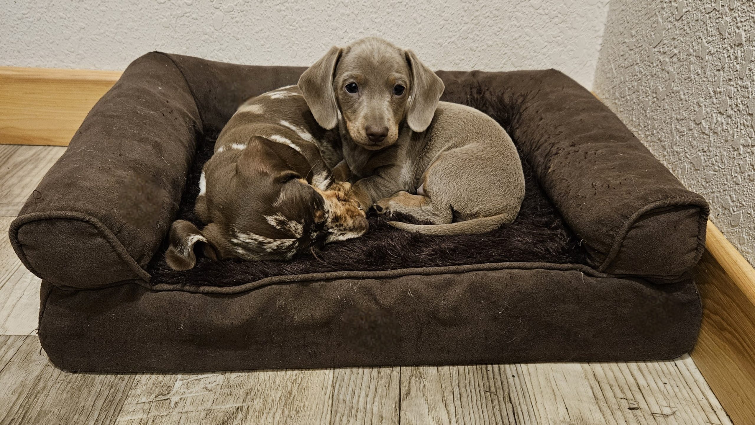 Bear Valley Dachshund