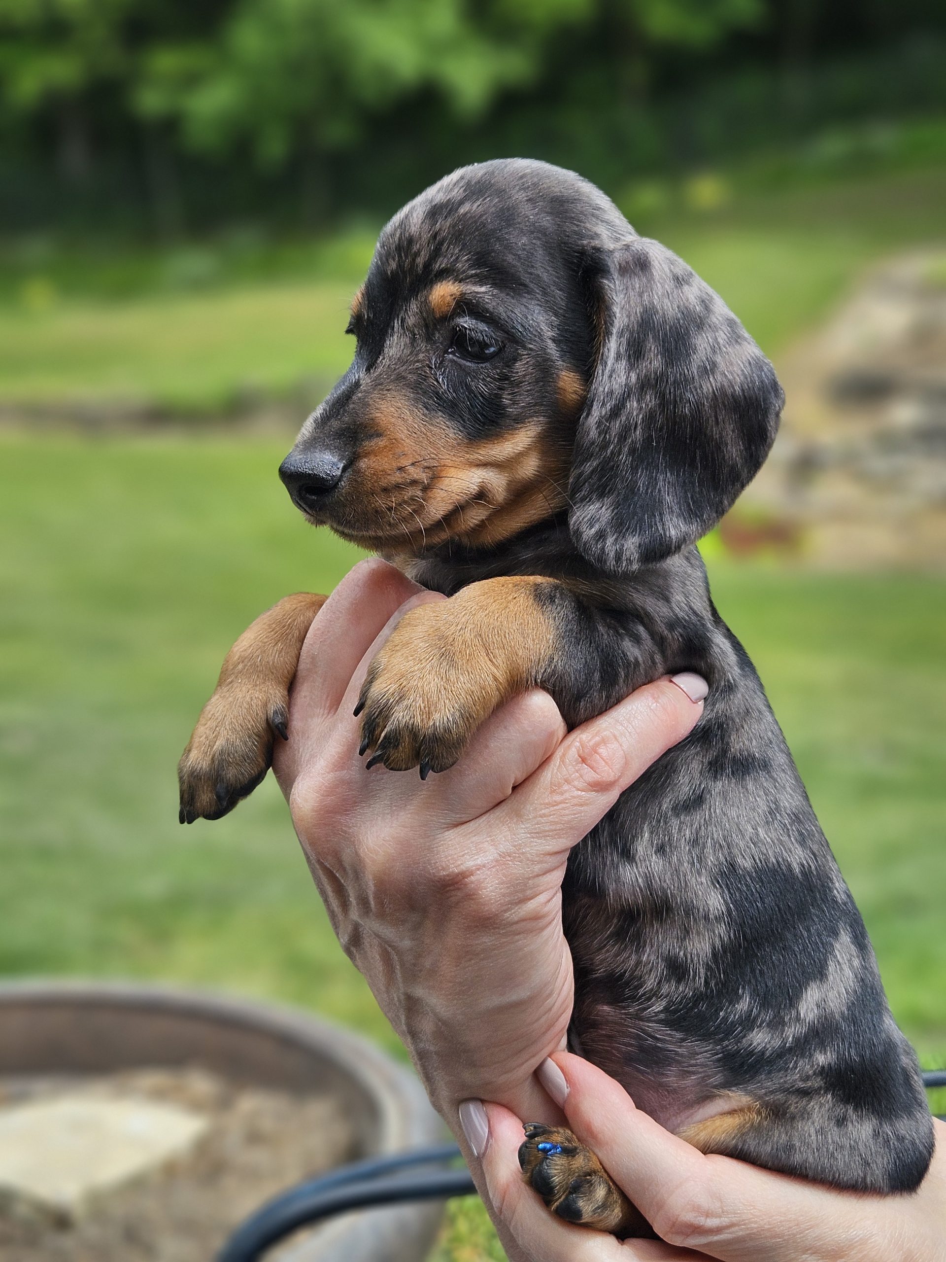 Bear Valley Dachshund