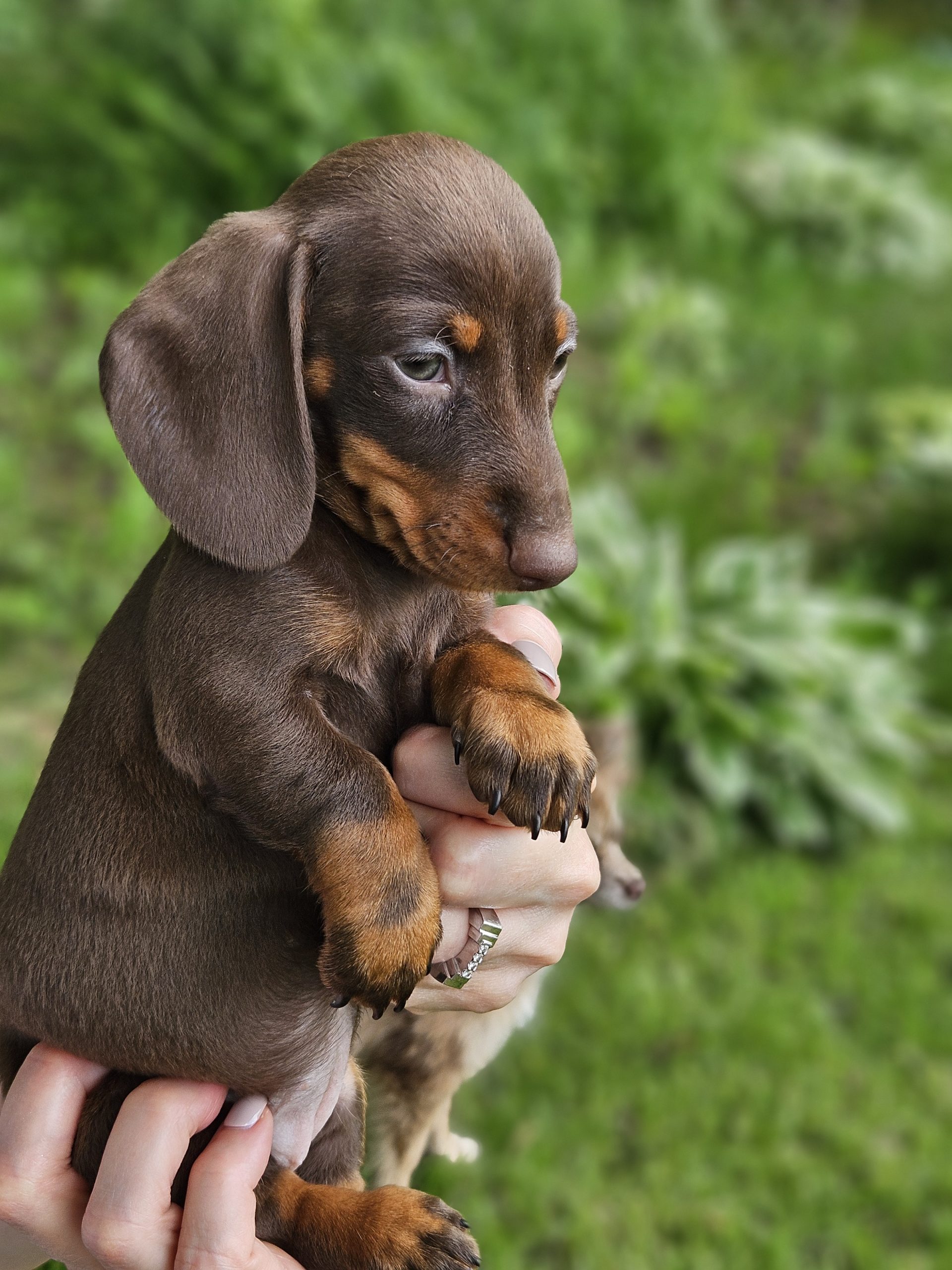 Bear Valley Dachshund