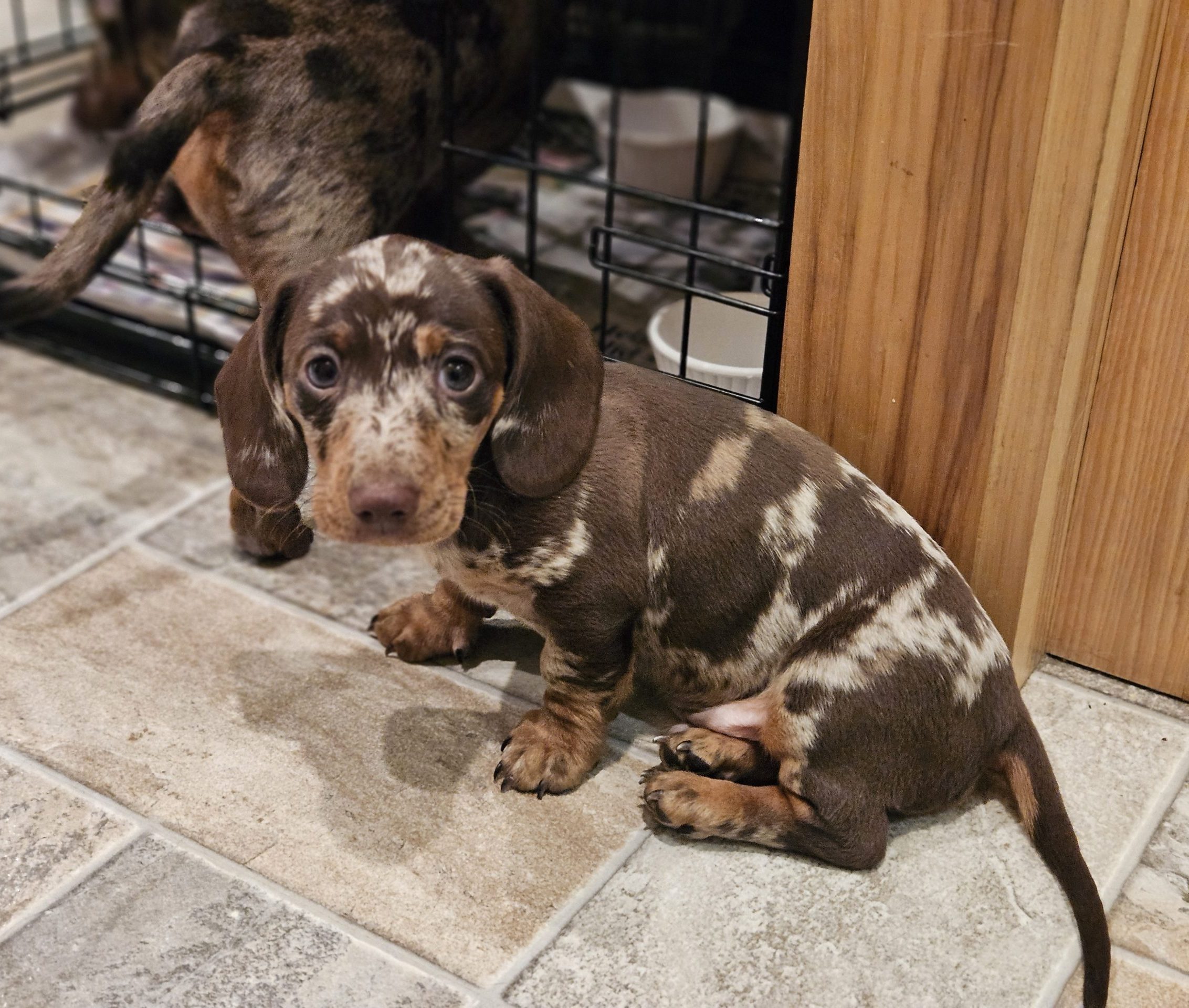 Bear Valley Dachshund