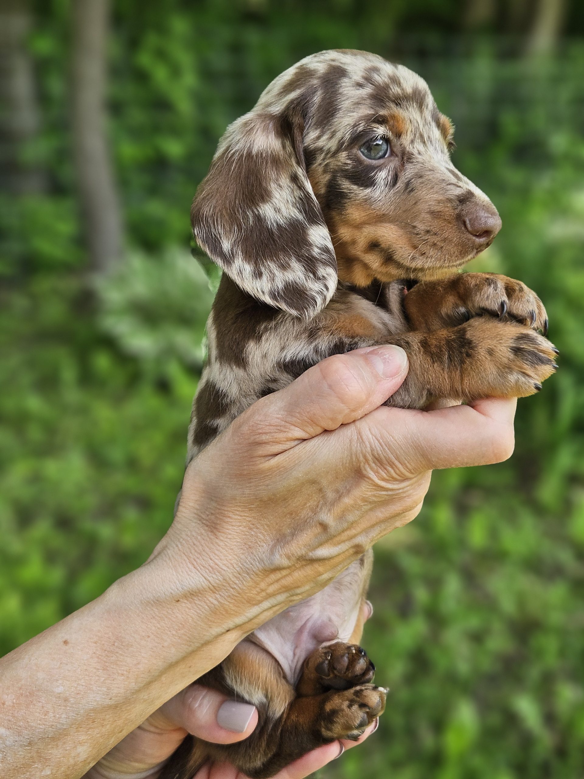 Bear Valley Dachshund