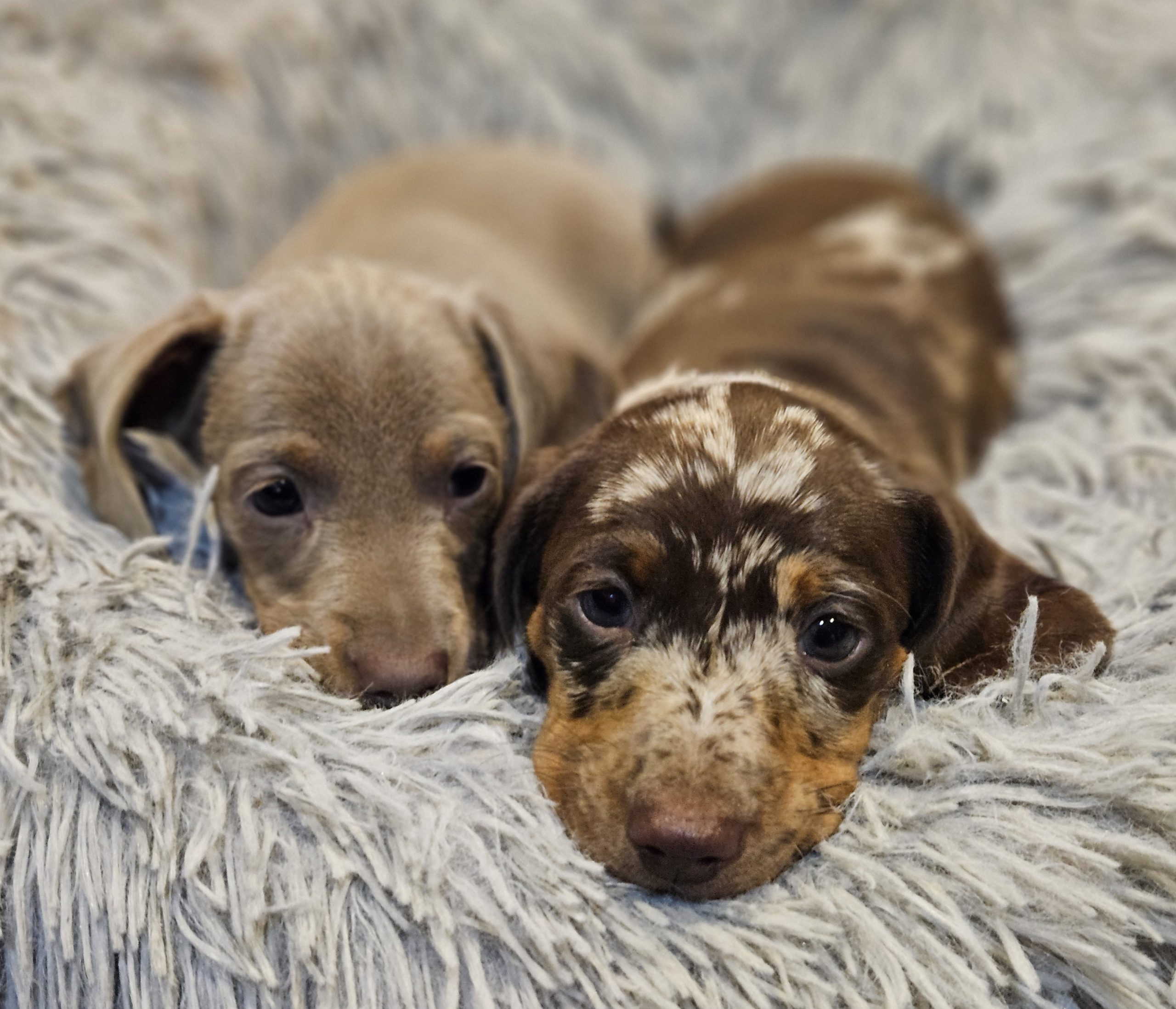 Bear Valley Dachshund