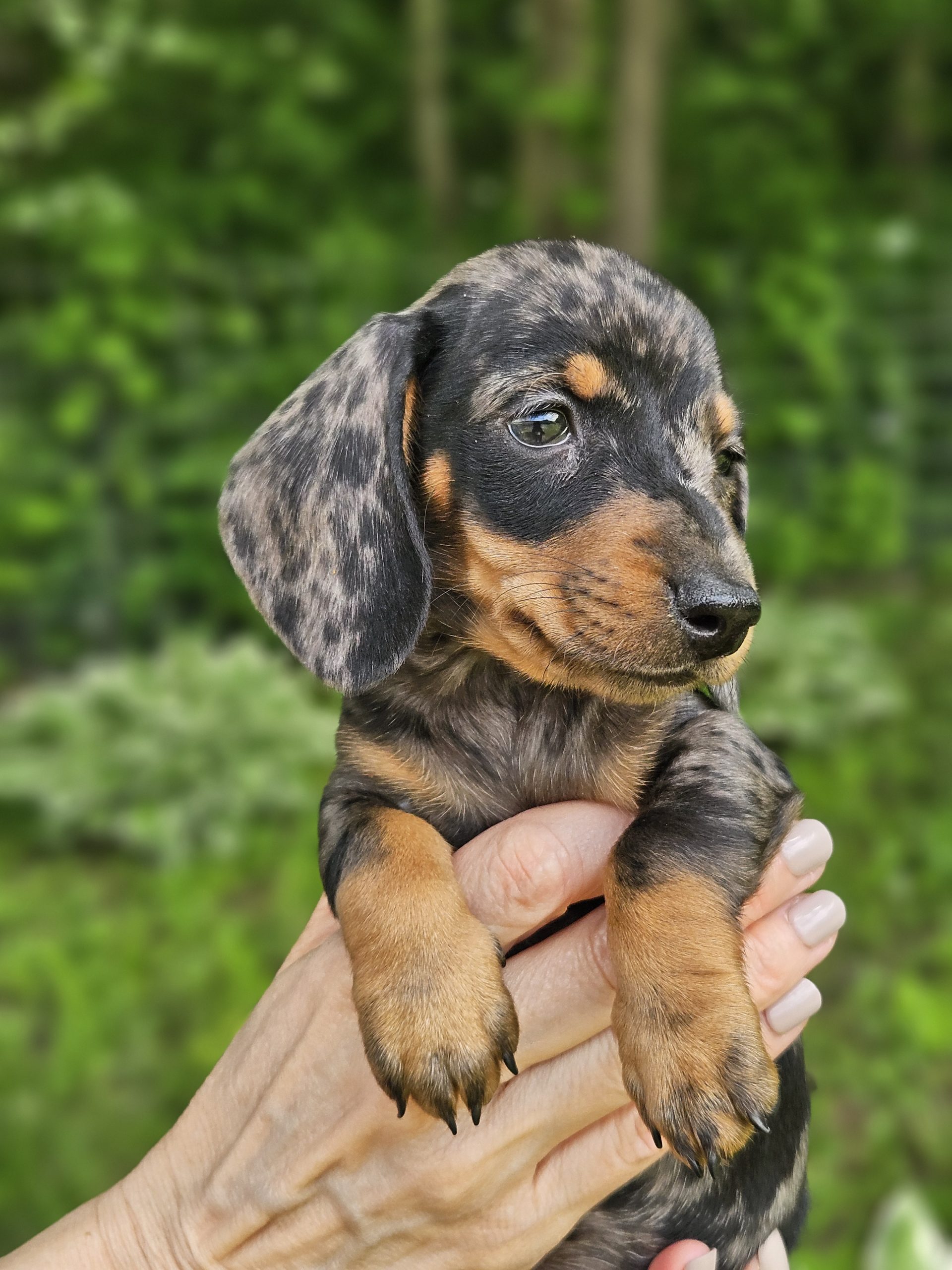 Bear Valley Dachshund
