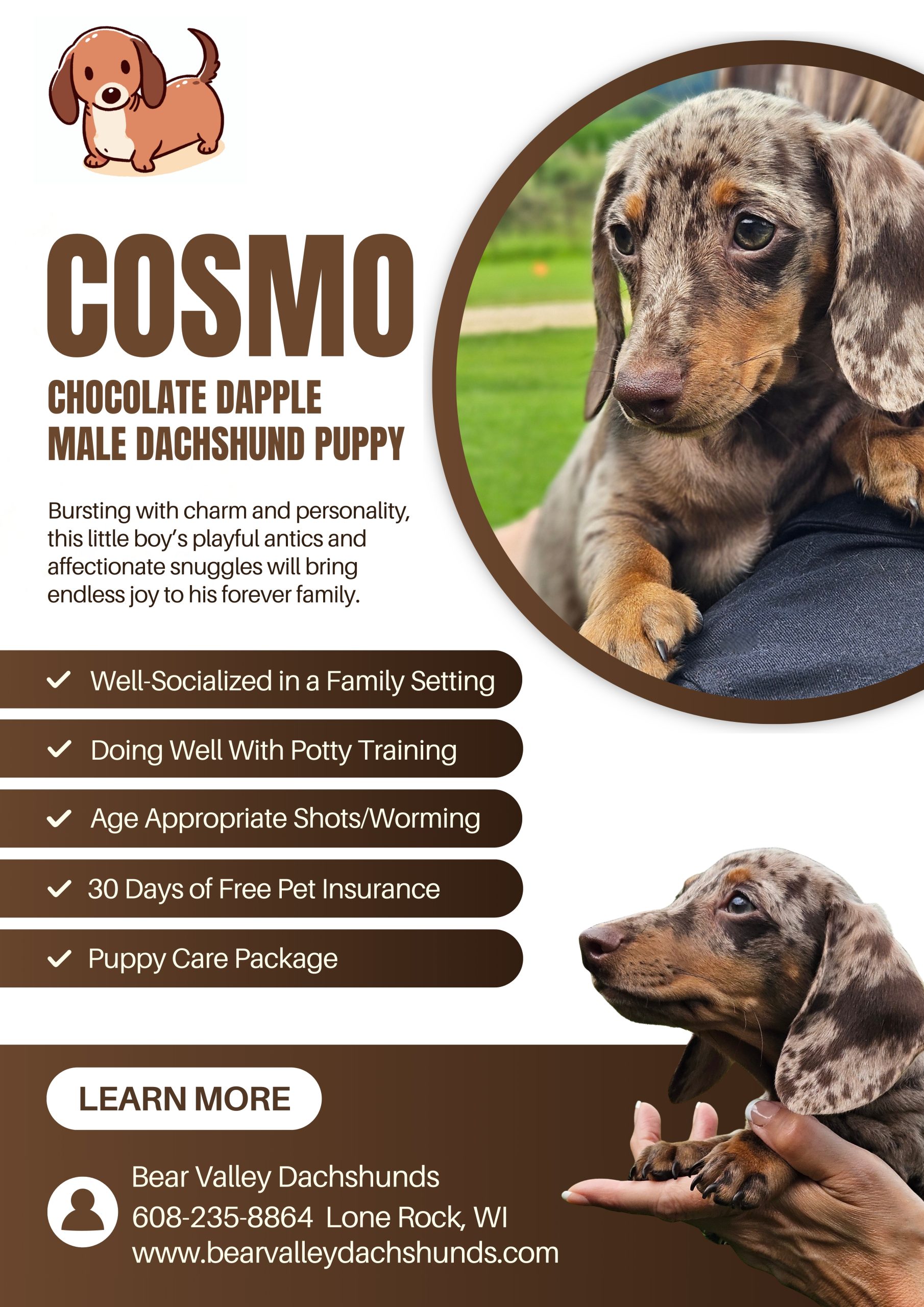 Bear Valley Dachshund