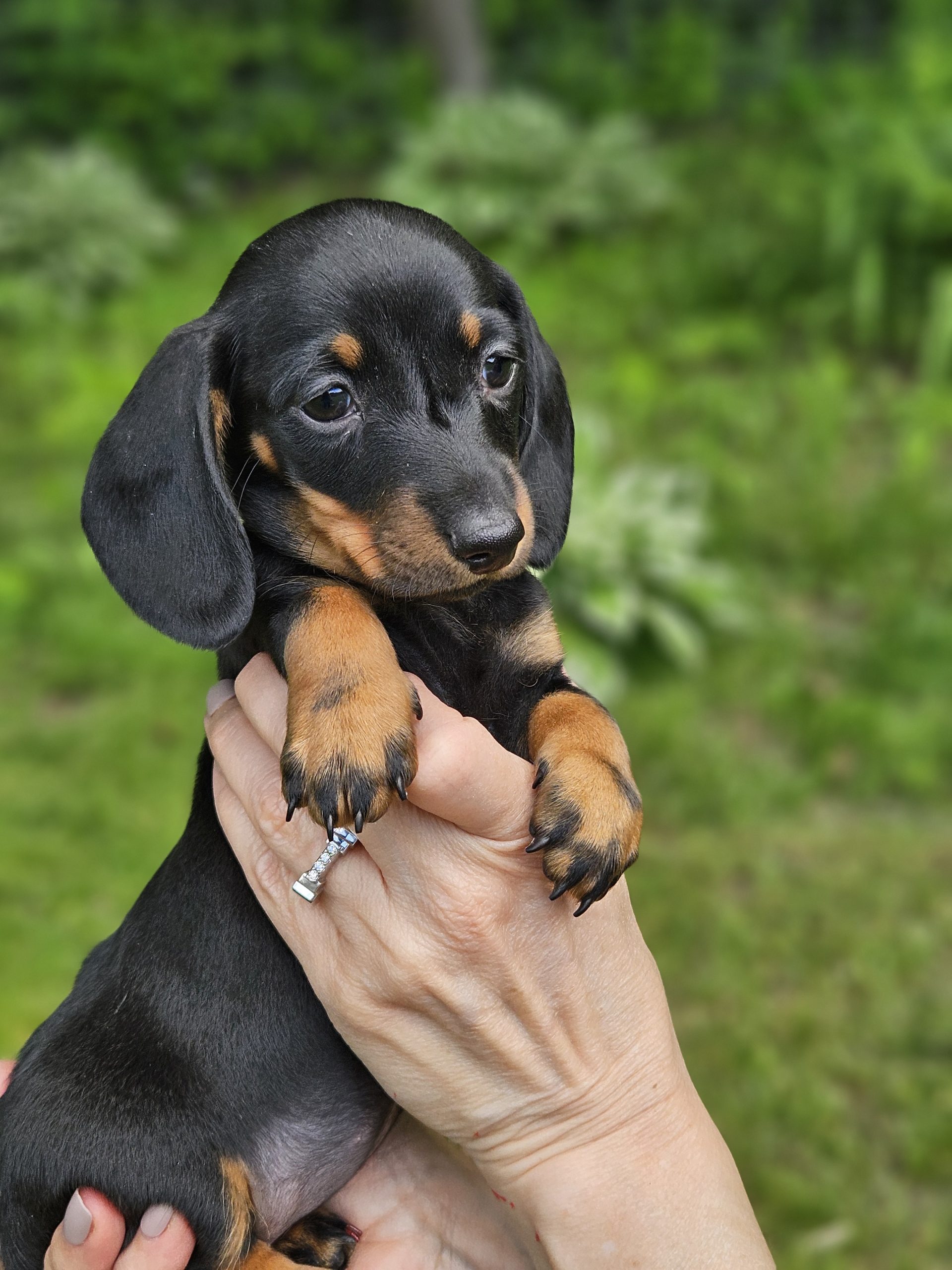 Bear Valley Dachshund