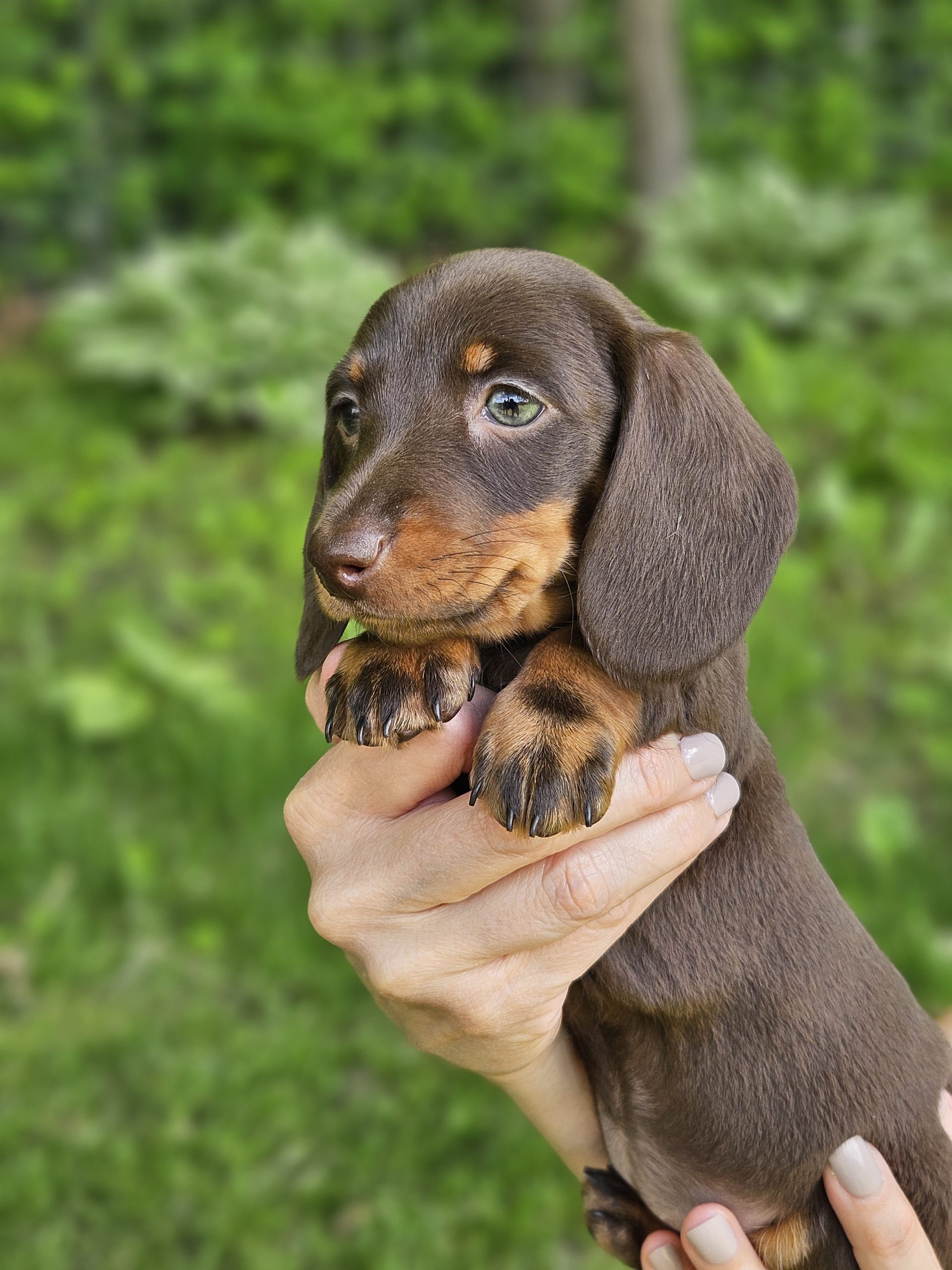 Bear Valley Dachshund