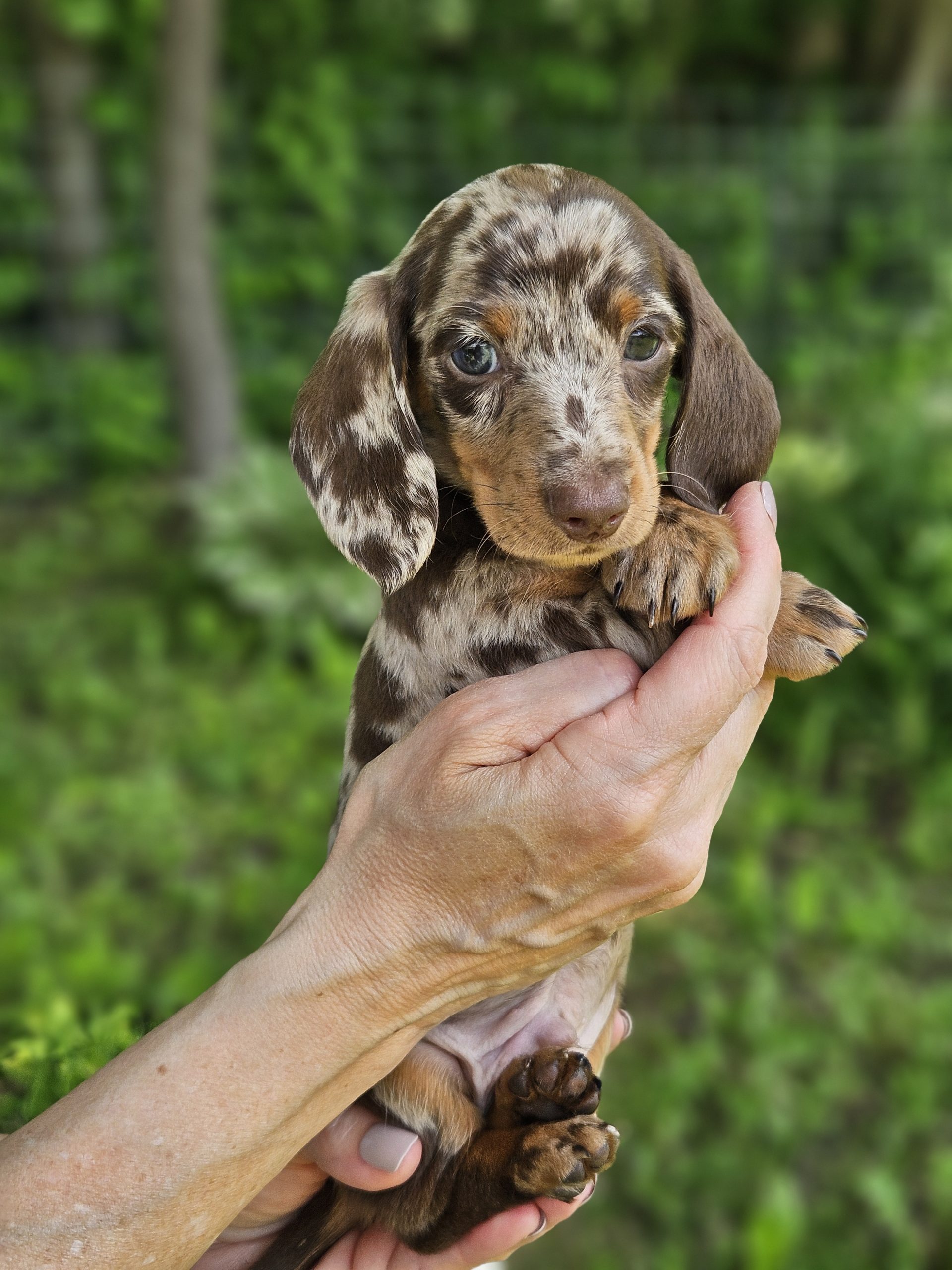 Bear Valley Dachshund