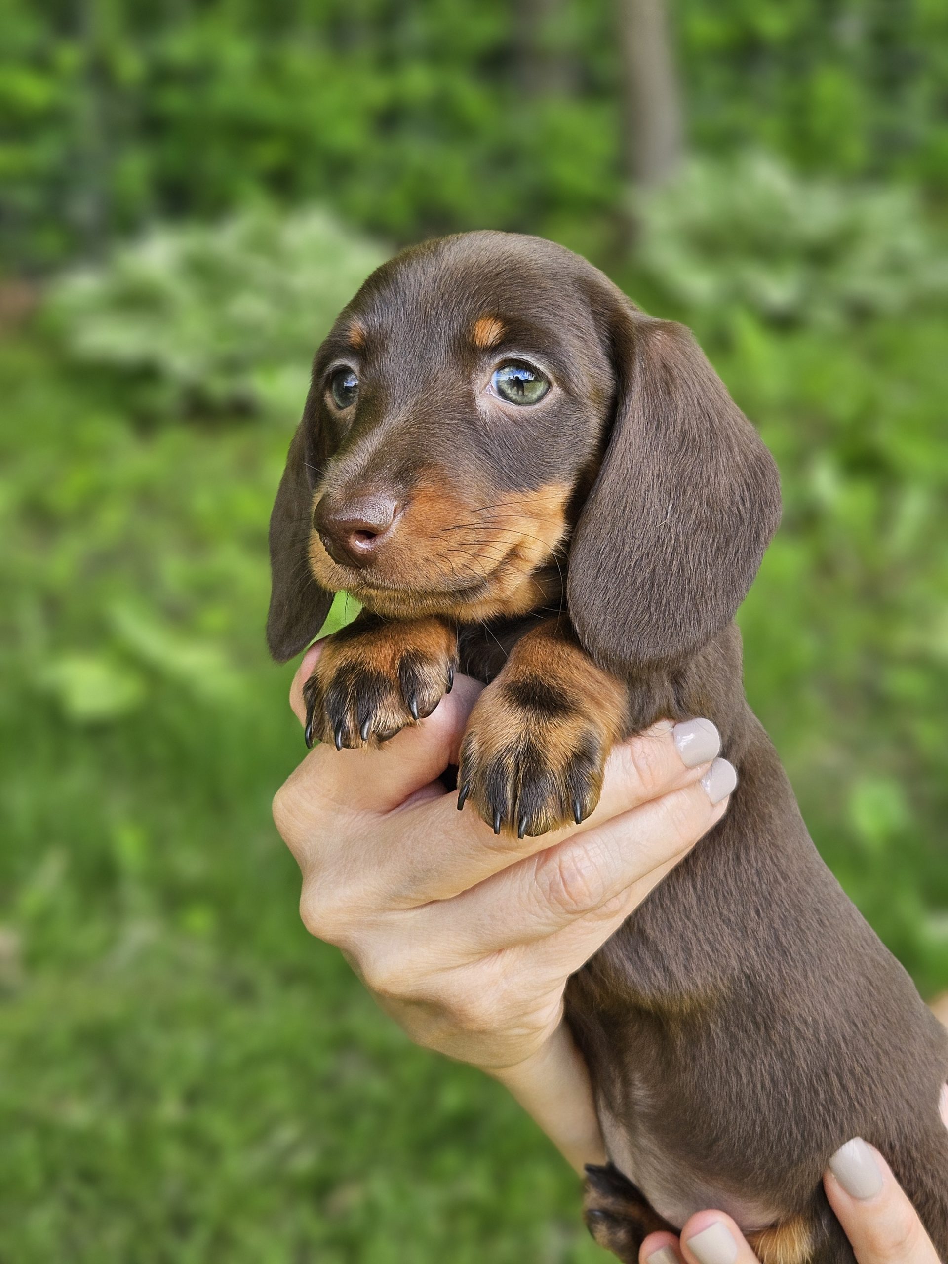 Bear Valley Dachshund