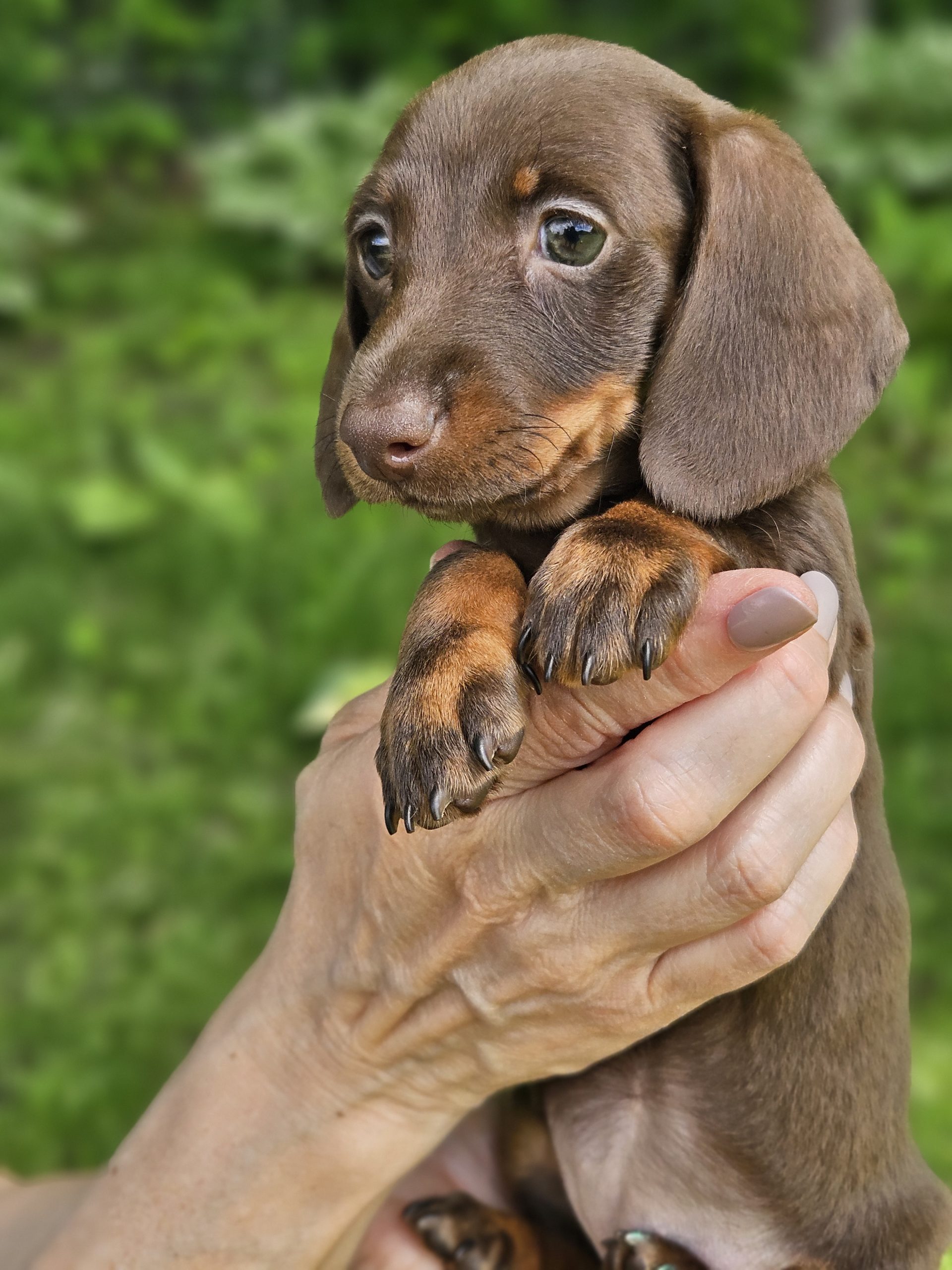 Bear Valley Dachshund