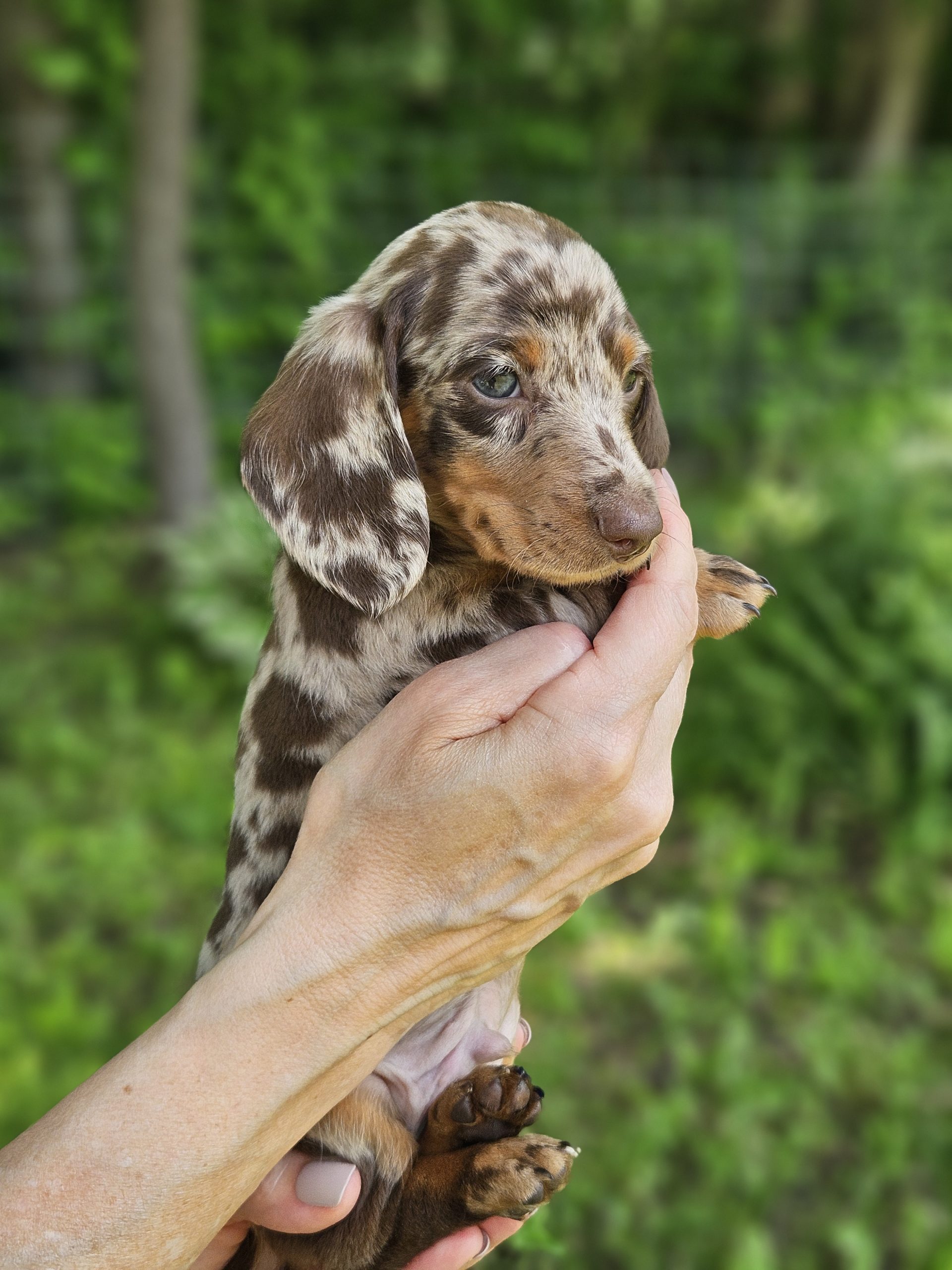 Bear Valley Dachshund