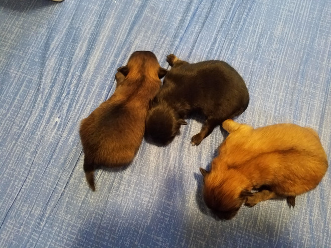 Bear Valley Pomeranian