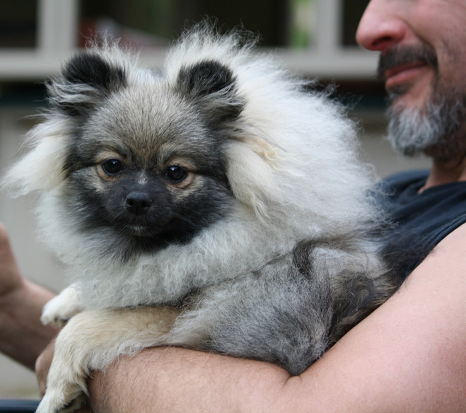 Bear Valley Pomeranian