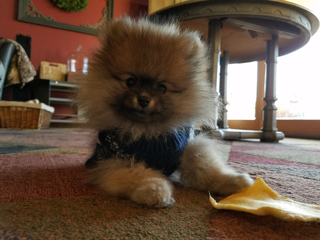 Bear Valley Pomeranian