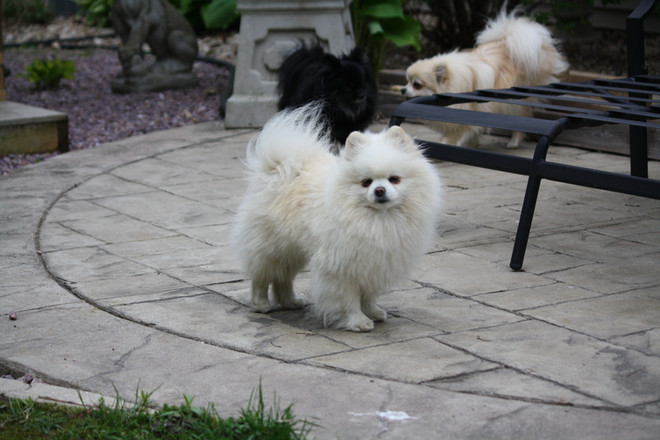 Bear Valley Pomeranian