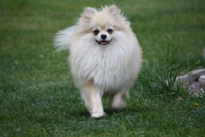 Bear Valley Pomeranian