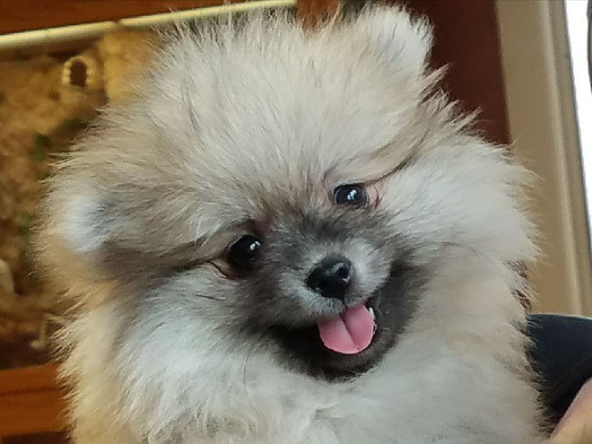 Bear Valley Pomeranian