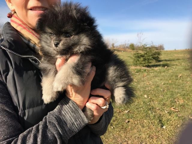 Bear Valley Pomeranian