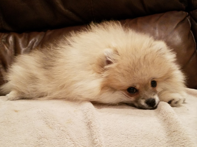Bear Valley Pomeranian