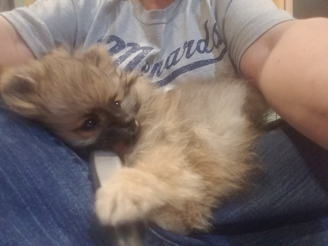 Bear Valley Pomeranian