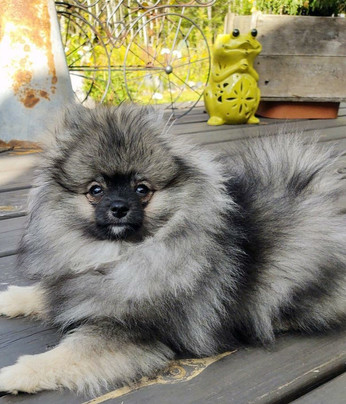 Bear Valley Pomeranian