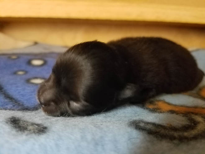 Bear Valley Pomeranian