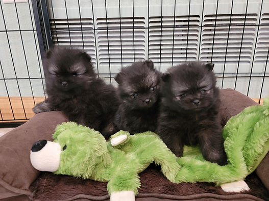 Bear Valley Pomeranian