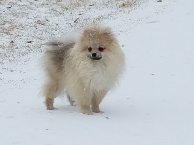 Bear Valley Pomeranian