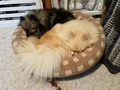 Bear Valley Pomeranian