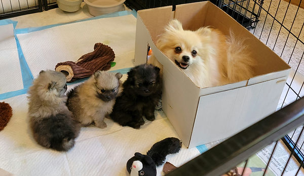 Bear Valley Pomeranian