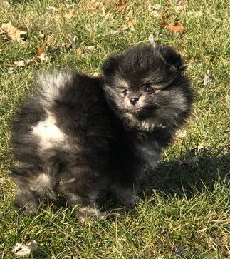 Bear Valley Pomeranian