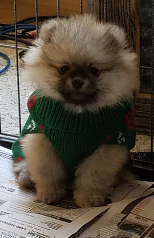 Bear Valley Pomeranian