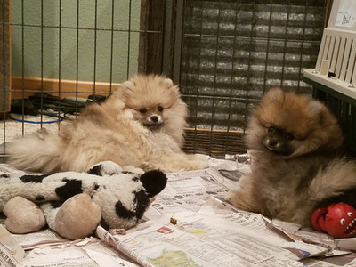 Bear Valley Pomeranian