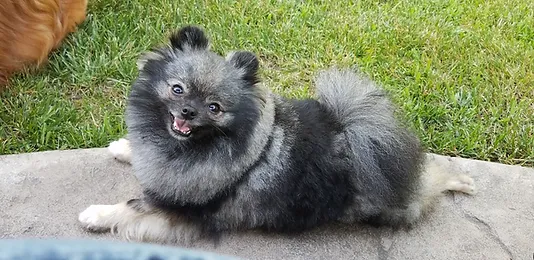 Bear Valley Pomeranian