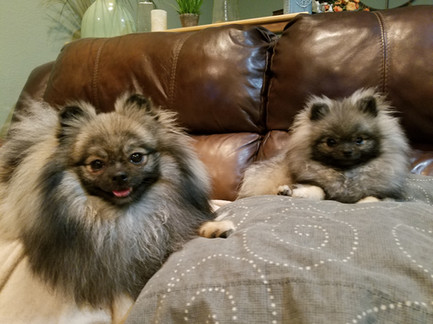 Bear Valley Pomeranian