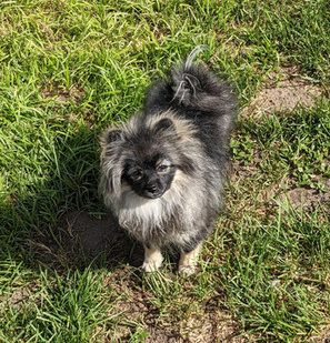 Bear Valley Pomeranian