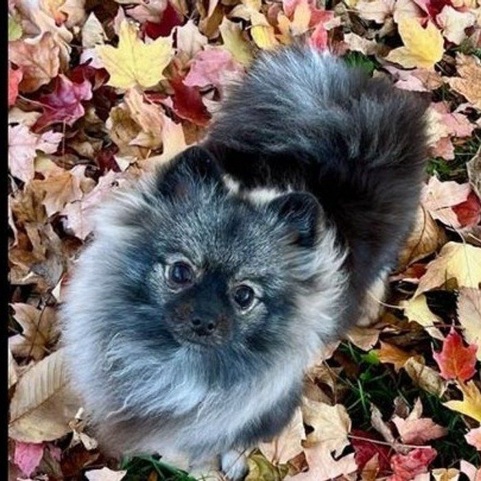 Sarah Kalnajs, Blue Dog Training, Madison, Wisconsin